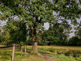 Mühlbachwiesen in Ladbergen