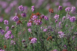 Glockenheide