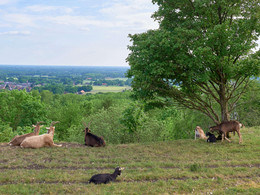 Ziegen am Kleeberg mit Blick auf Lengerich