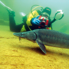 Ein Taucher schwimmt im Wasser mit einem Stör im Tauchbecken Naturagart