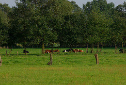 Landidylle in Westerkappeln