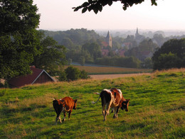 Kühe auf Brochterbecker Wiese